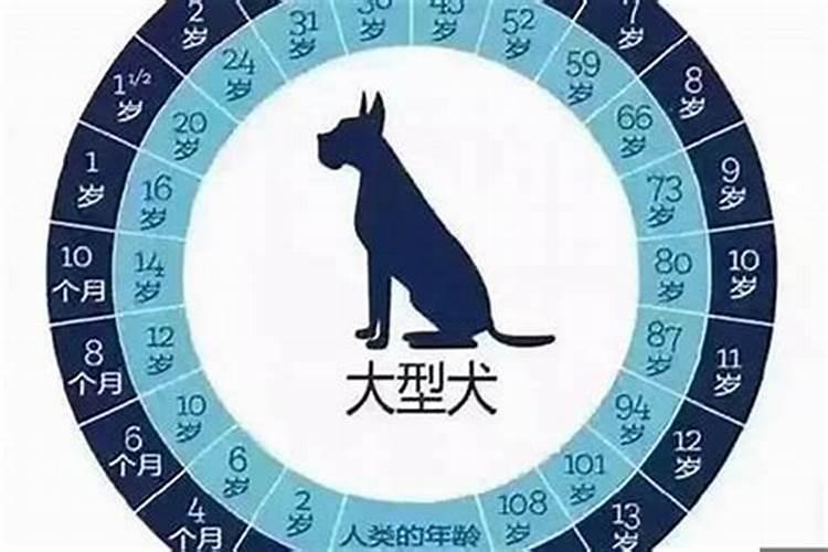 属狗的今年多少岁年龄最大了