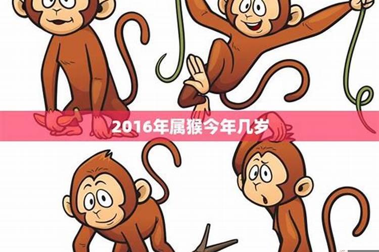 属猴今年几岁身高