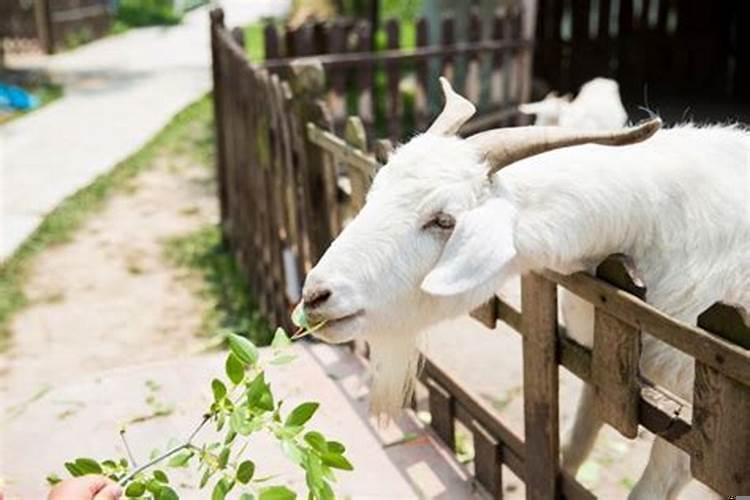 今年什么属相不能扫墓了