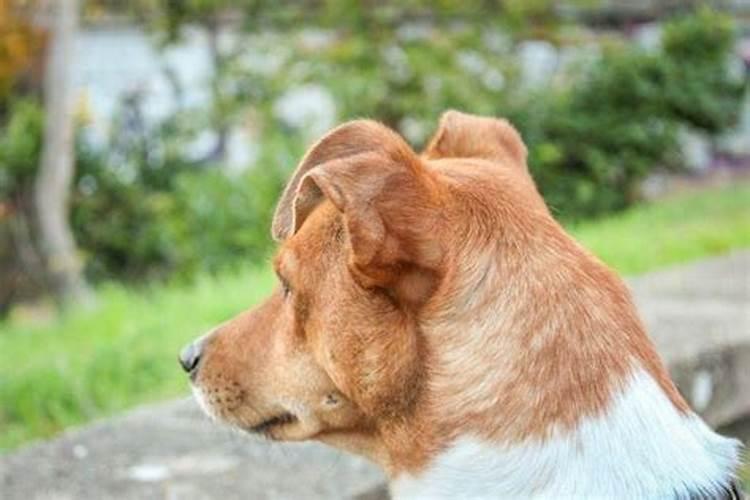 属狗风水招财方法