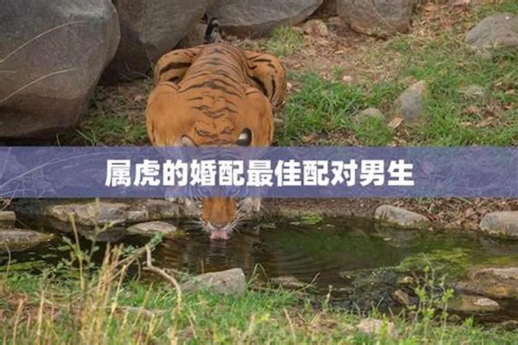 属虎配属虎合婚吗