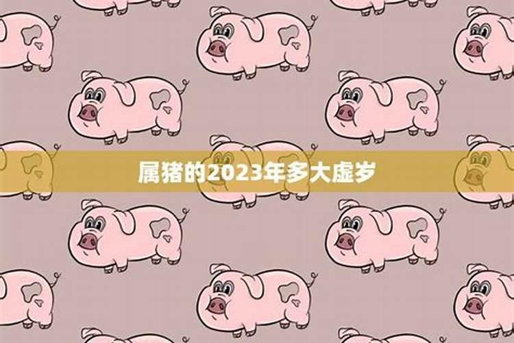 属猪的2023年多少岁