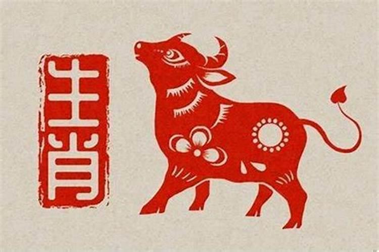 属牛的今年为什么运气不好