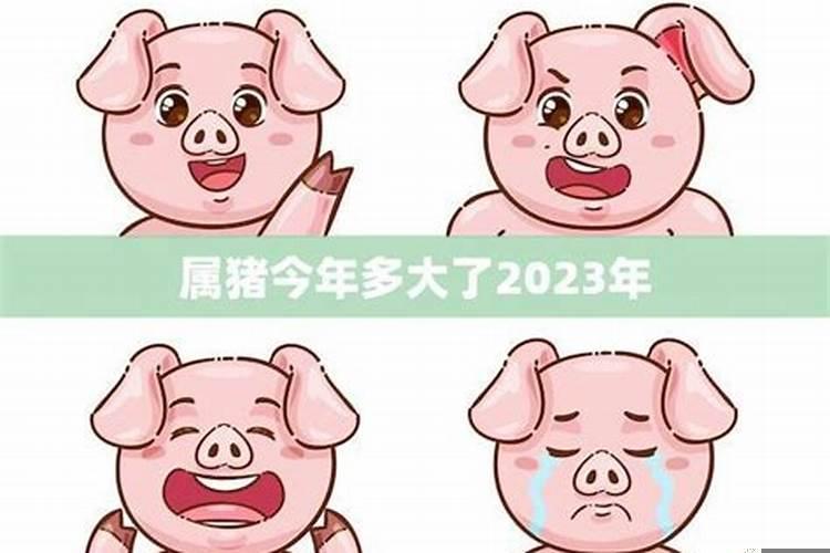 属猪今年多大了2020年