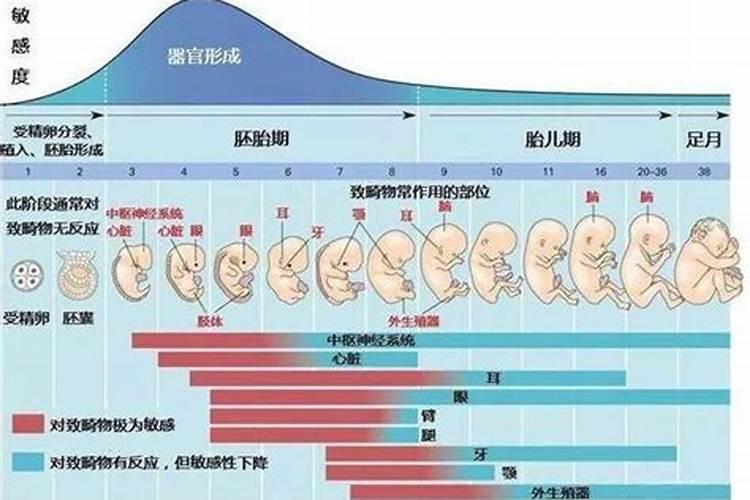 19年蛇犯太岁