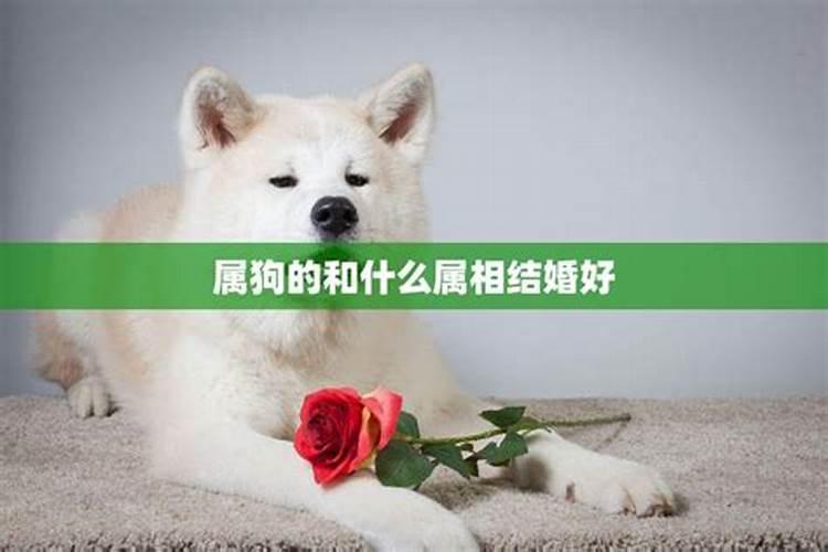 属狗的女性婚配什么属相最好