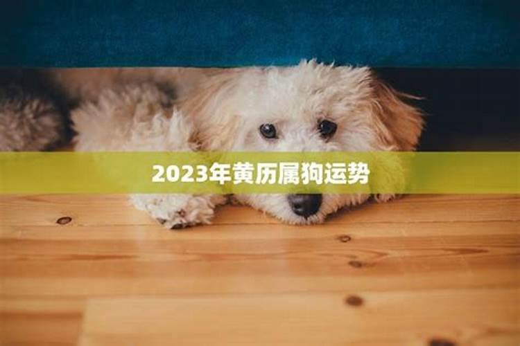 2021年老黄历属狗运势