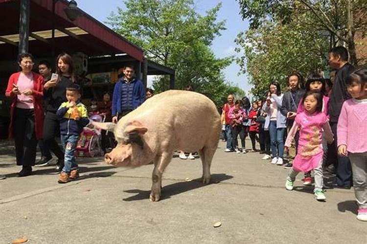 男鼠女属猪合婚好吗