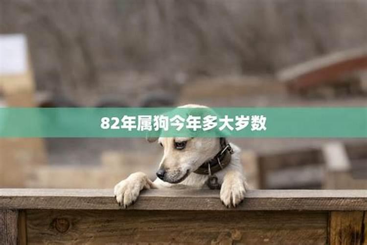 属狗的2018年多少岁