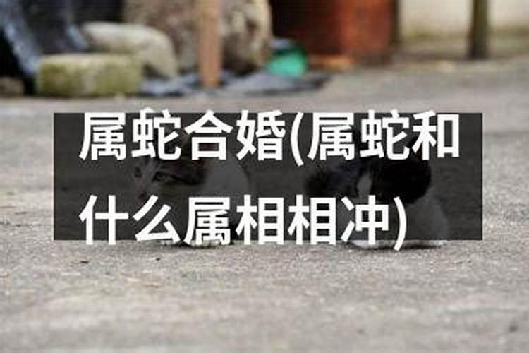 查属蛇跟蛇合婚吗