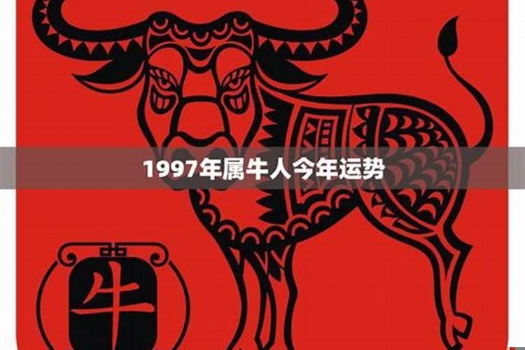 属牛的人今年运势如何1997