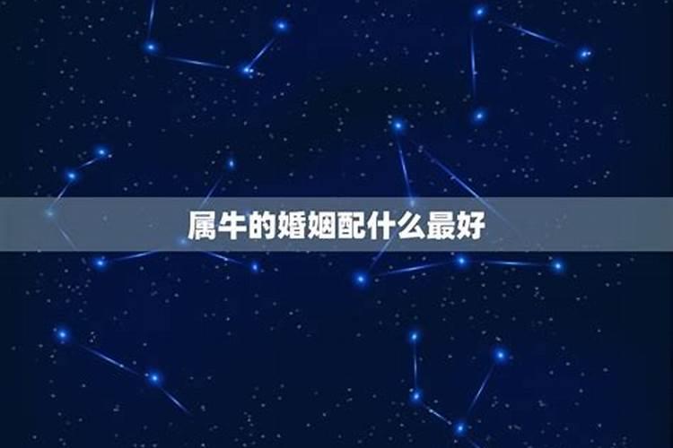 属牛的结婚日子明年什么时间最好