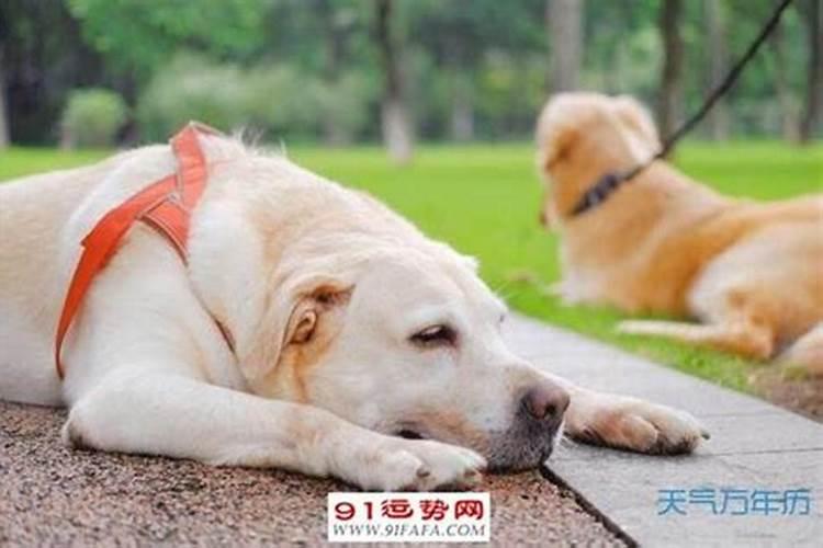 属相狗与猪婚配可以吗