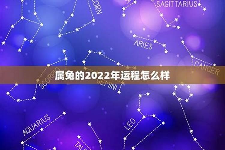 属兔水瓶座2023年运势详解完整版