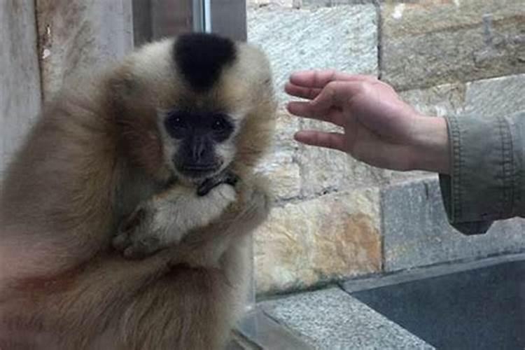 婚配属相猴与猴好吗