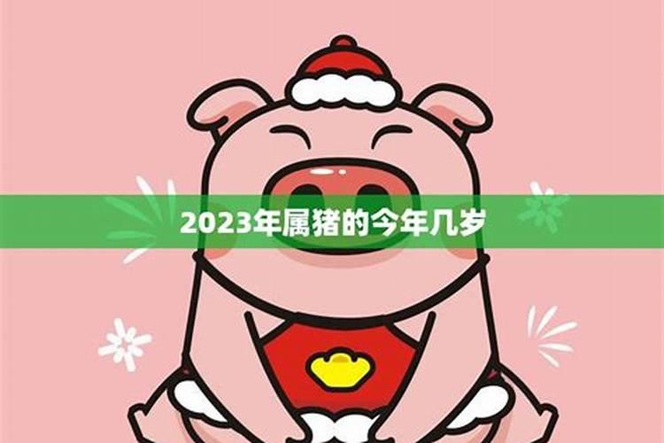 属猪的今年几岁2023