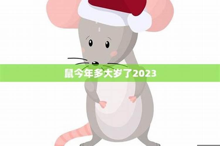 2023属鼠的今年多大岁数了