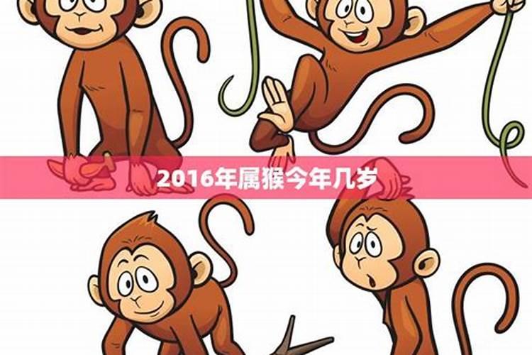 生肖属猴今年几岁了