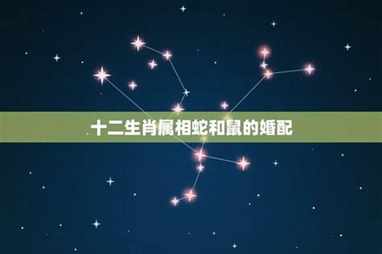 生肖鼠和蛇相配吗会有克星吗