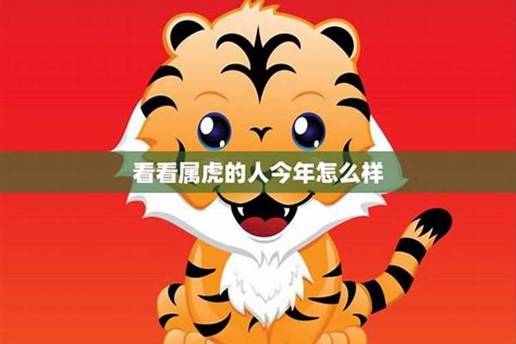 属猪和属虎今年运气怎么样