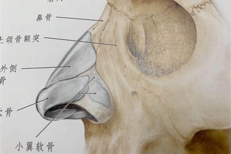 鼻子上有凸起婚姻不顺吗