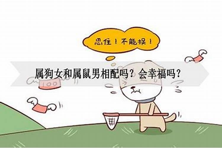 猪和什么生肖比较合