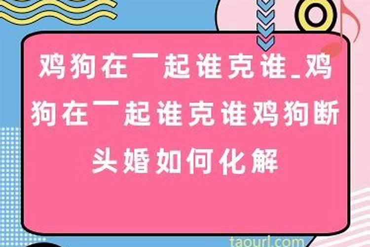 爸爸属鸡女儿属狗八字合吗