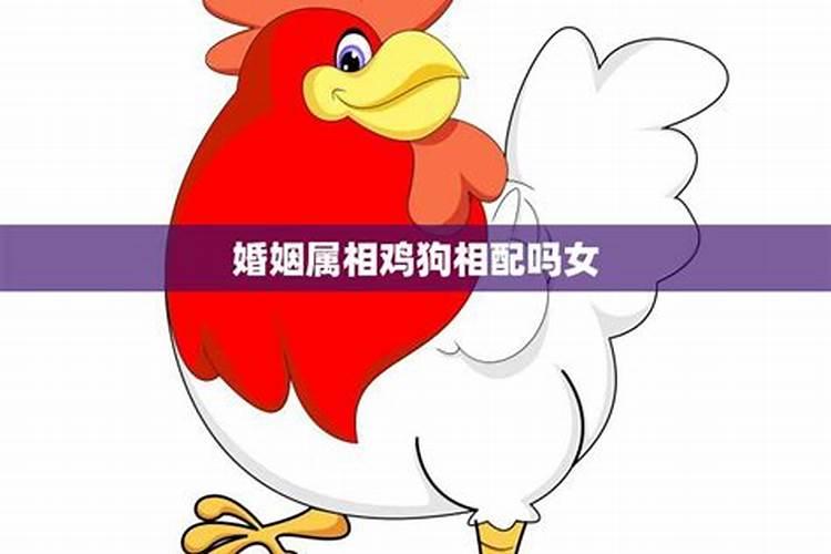 狗和鸡属相相合吗