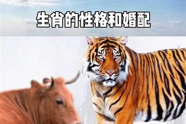 生肖猪的相冲相合的有哪些