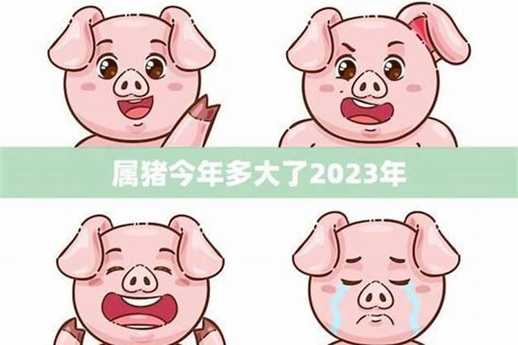 属猪今年多大年纪2023年