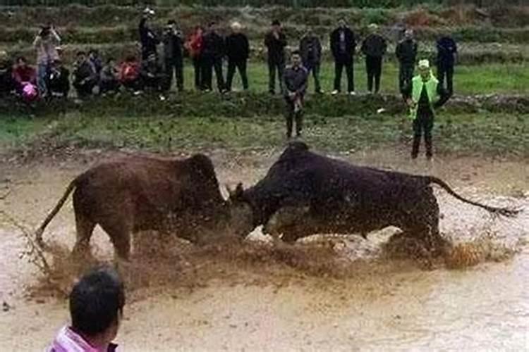 梦见羊和牛打牛死啥意思呀