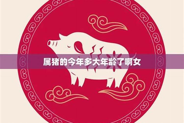 属猪今年年纪