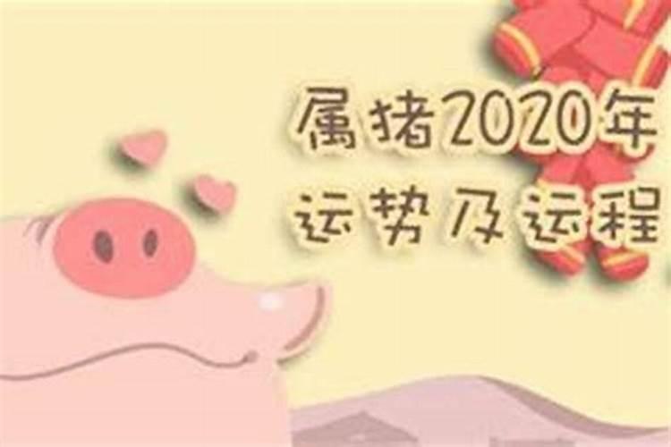 属猪的今年爱情运势怎样呢