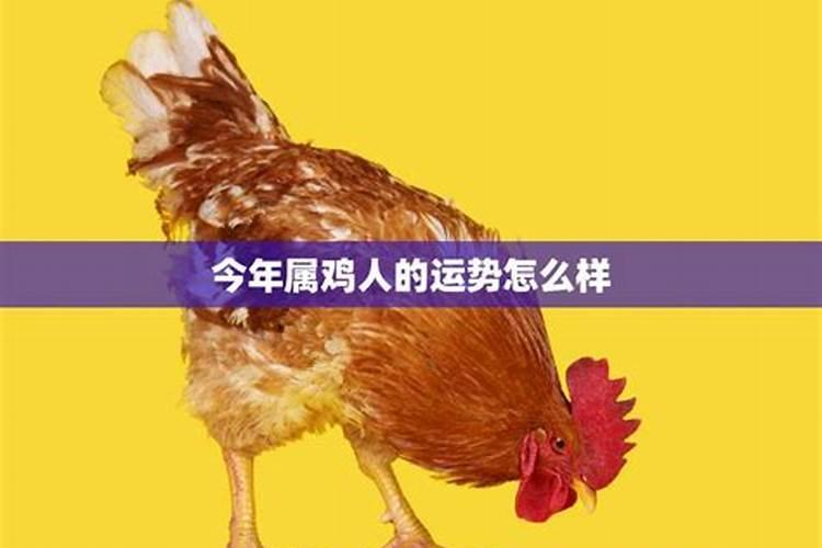 属鸡今年财运,运气如何2022年11月份出生的人怎么样