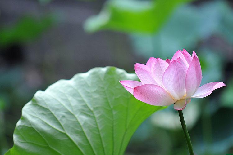 属虎年生孩子好不好呀男孩