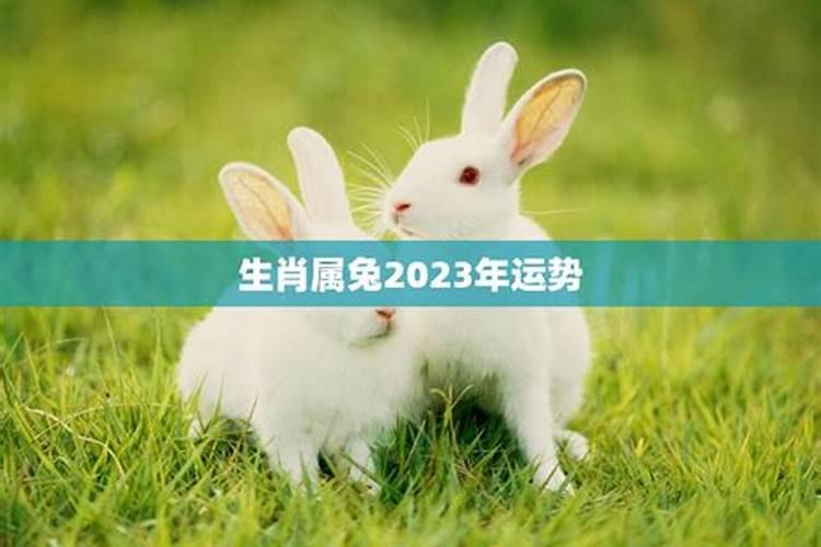 2022年生肖女兔的事业运势如何