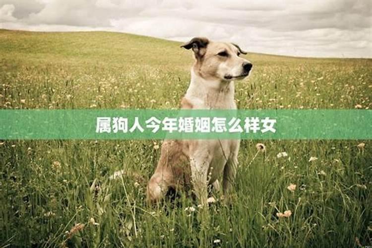 女属狗今年婚姻状况如何样呢