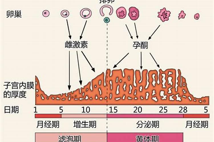 怎么计算自己的生肖