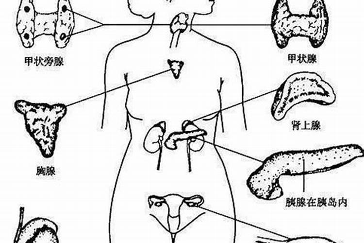 荷尔蒙与人体八大腺体的关系