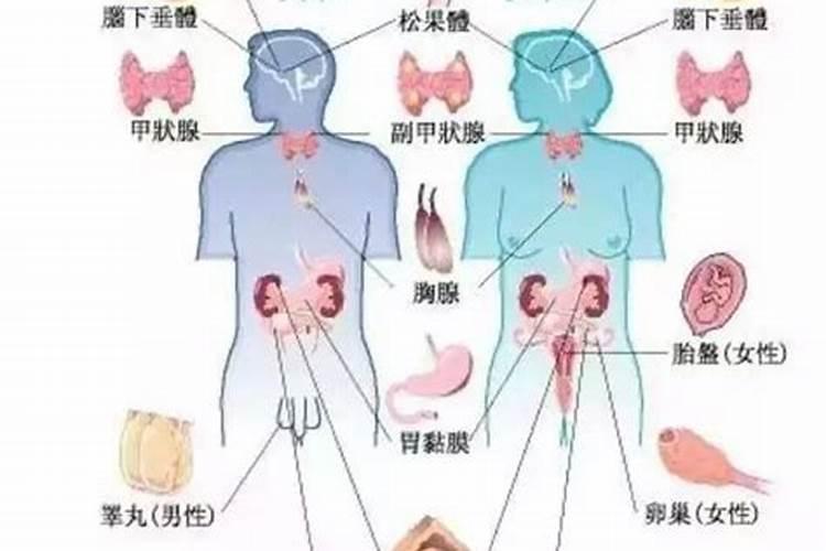 荷尔蒙与人体八大腺体的关系