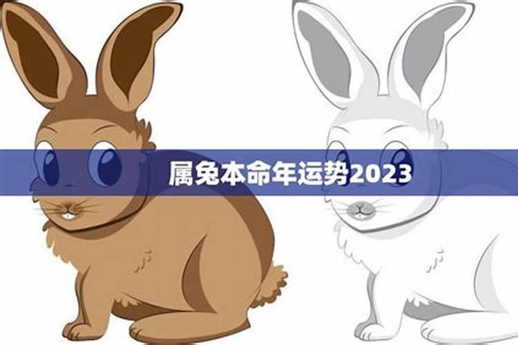 2023属兔本命年感情运势怎么样呀