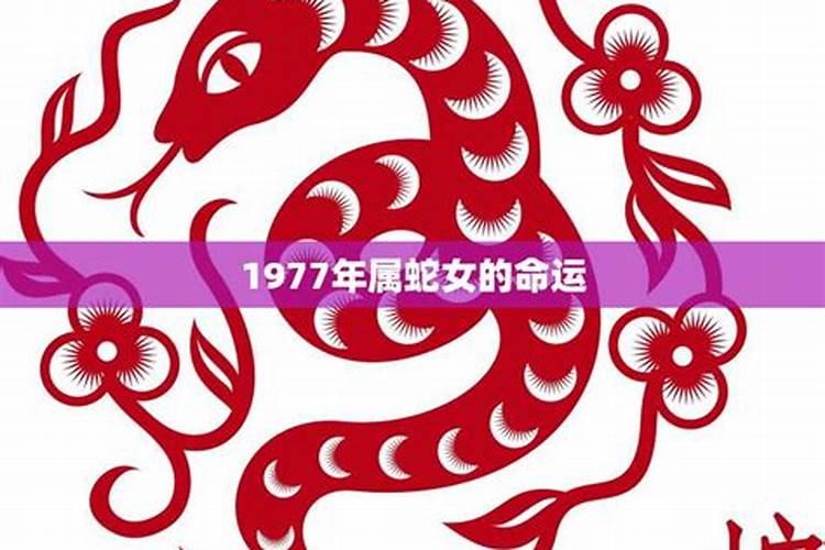 1977年属蛇女人的命运