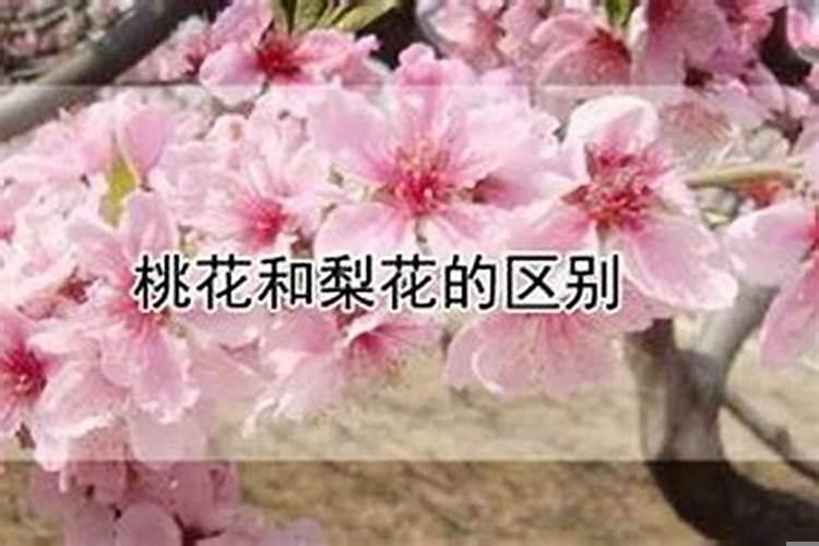 怎么看大运流年桃花运