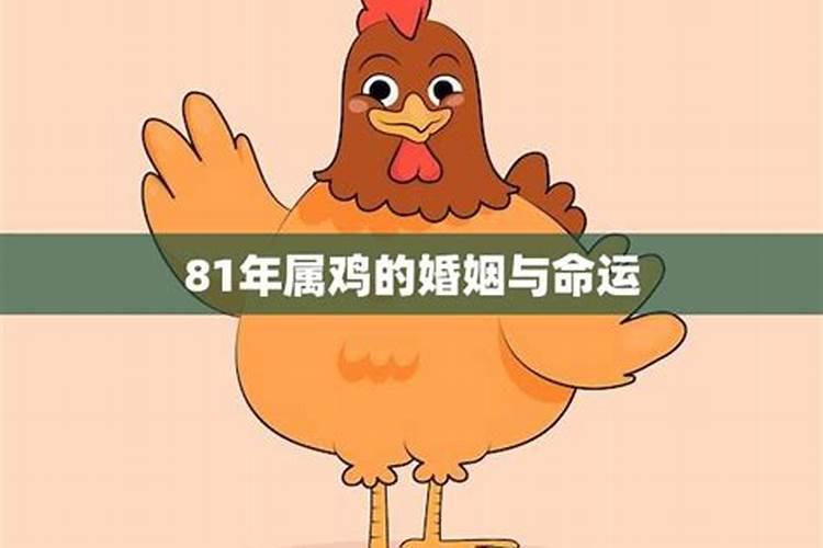 算命属鸡的婚姻怎么样