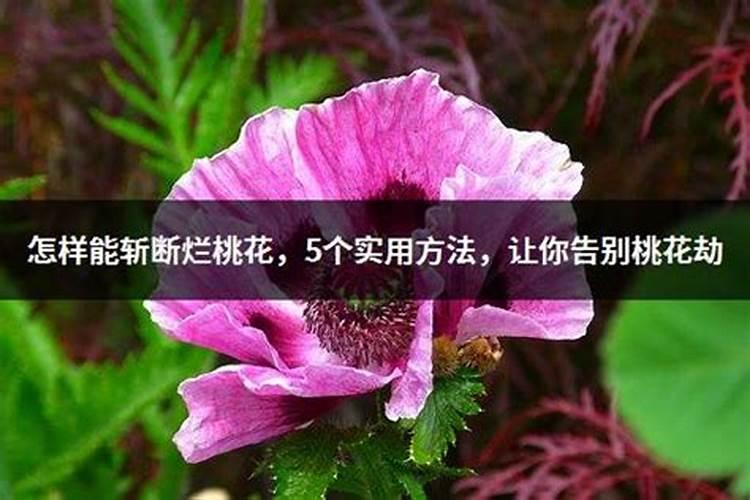 斩断老公烂桃花最灵的方法