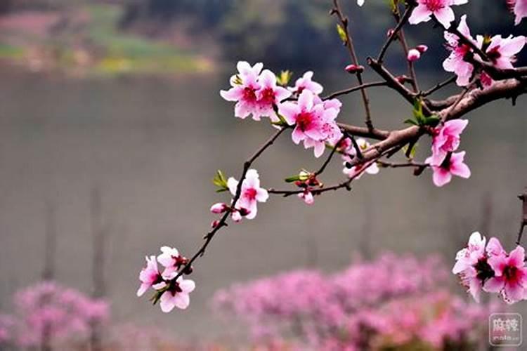 春天到来桃花开是什么生肖,秀才上京考状元是什么生肖