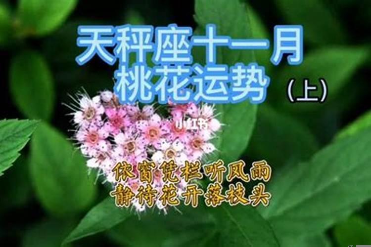 天秤座本月桃花运势如何