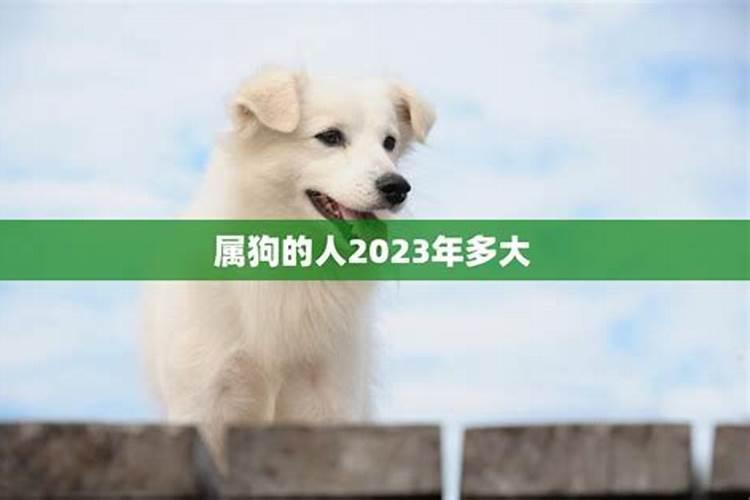 属狗人2023年注意事项和风水