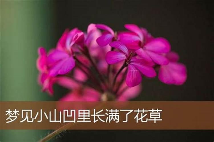 梦见花草好不好