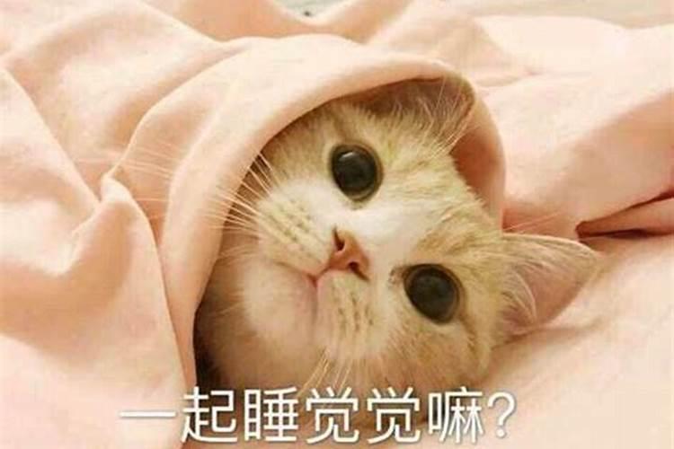 梦见猫在我被窝里